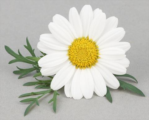 Foto de variedad de flores para ser usadas como: Maceta y planta de temporada Argyranthemum frutescens Bellavita Classic White