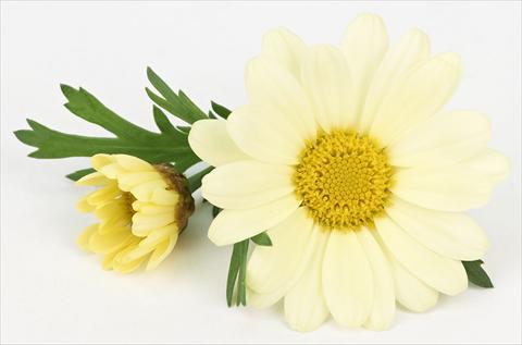 Foto de variedad de flores para ser usadas como: Maceta y planta de temporada Argyranthemum frutescens Bellavita Lemon