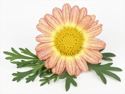 Foto de variedad de flores para ser usadas como: Maceta y planta de temporada Argyranthemum frutescens Bellavita Peach