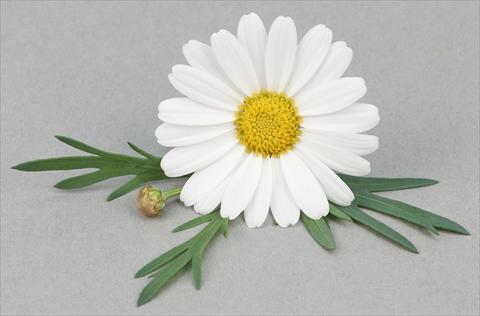 Foto de variedad de flores para ser usadas como: Maceta y planta de temporada Argyranthemum frutescens Bellavita Silver White