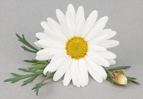 Foto de variedad de flores para ser usadas como: Maceta y planta de temporada Argyranthemum frutescens Bellavita Triple White