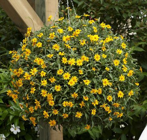 Foto de variedad de flores para ser usadas como: Maceta o Tarrina de colgar Aspilia Brasilia Gold
