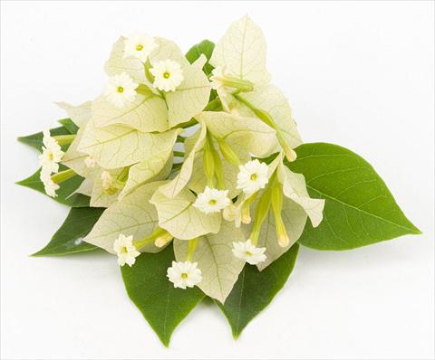 Foto de variedad de flores para ser usadas como: Maceta o Tarrina de colgar Bougainvillea Sunvillea Cream