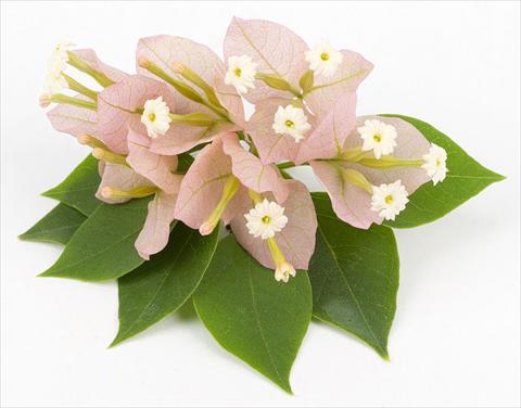 Foto de variedad de flores para ser usadas como: Maceta o Tarrina de colgar Bougainvillea Sunvillea Pink