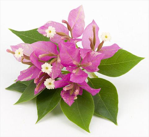 Foto de variedad de flores para ser usadas como: Maceta o Tarrina de colgar Bougainvillea Sunvillea Rose
