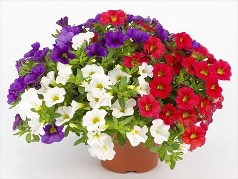 Foto de variedad de flores para ser usadas como: Maceta, planta de temporada, patio Calibrachoa Mille Baci® French Kiss