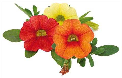 Foto de variedad de flores para ser usadas como: Maceta, planta de temporada, patio Calibrachoa Mille Baci® Hot Kiss