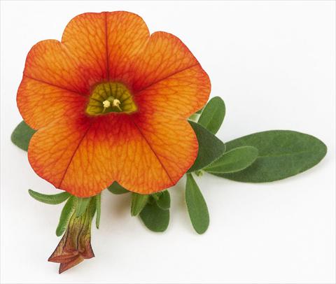 Foto de variedad de flores para ser usadas como: Maceta, planta de temporada, patio Calibrachoa Mille Baci® Orange