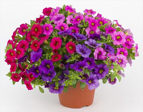 Foto de variedad de flores para ser usadas como: Maceta, planta de temporada, patio Calibrachoa Mille Baci® Romantic Kiss