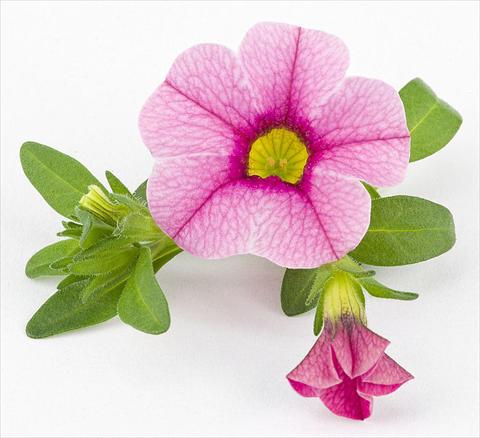 Foto de variedad de flores para ser usadas como: Maceta, planta de temporada, patio Calibrachoa Mille Baci® Rose impr