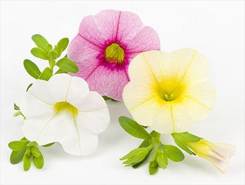 Foto de variedad de flores para ser usadas como: Maceta, planta de temporada, patio Calibrachoa Mille Baci® Sweet Kiss