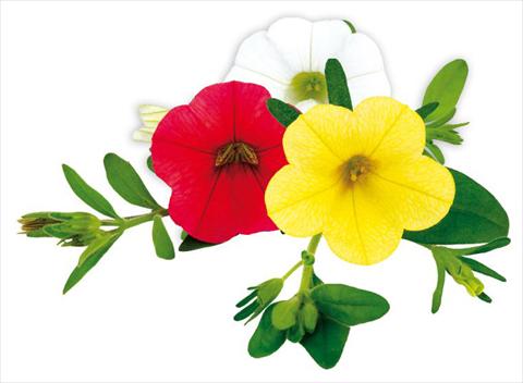 Foto de variedad de flores para ser usadas como: Maceta, planta de temporada, patio Calibrachoa Million Bells® Concert
