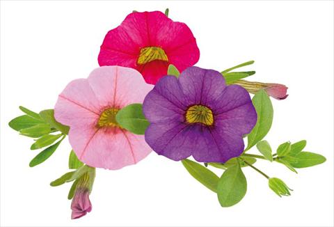 Foto de variedad de flores para ser usadas como: Maceta, planta de temporada, patio Calibrachoa Million Bells® Lullaby