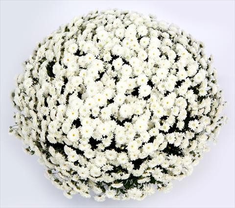 Foto de variedad de flores para ser usadas como: Maceta y planta de temporada Chrysanthemum Belgian Lana