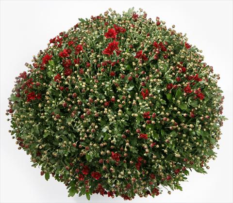 Foto de variedad de flores para ser usadas como: Maceta y planta de temporada Chrysanthemum Belgian Loretto