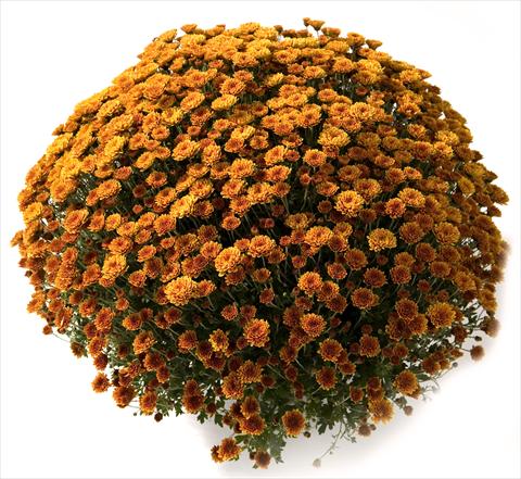 Foto de variedad de flores para ser usadas como: Maceta y planta de temporada Chrysanthemum Belgian Renata