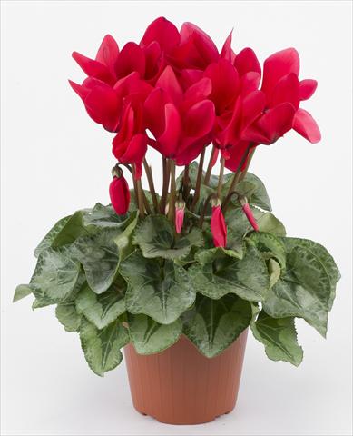 Foto de variedad de flores para ser usadas como: Tarrina de colgar / Maceta Cyclamen persicum Halios® F1 Rouge Decora