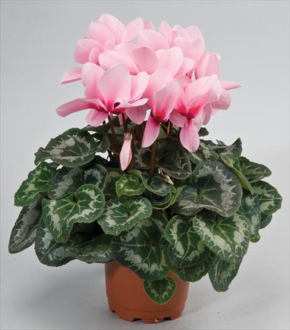 Foto de variedad de flores para ser usadas como: Tarrina de colgar / Maceta Cyclamen persicum Rainier™ F1 Light Pink with eye