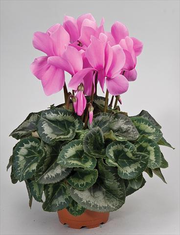 Foto de variedad de flores para ser usadas como: Tarrina de colgar / Maceta Cyclamen persicum Cyclamen persicum Rainier™ F1 Lilac