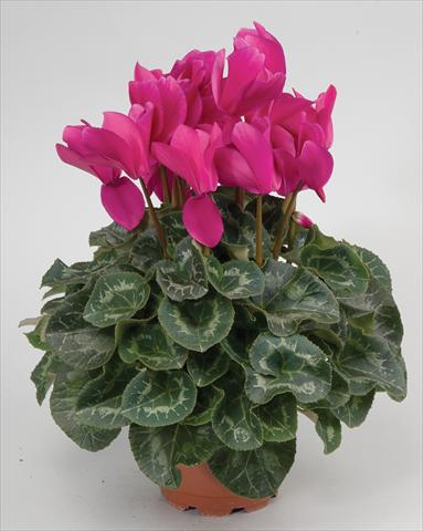Foto de variedad de flores para ser usadas como: Tarrina de colgar / Maceta Cyclamen persicum Cyclamen persicum Rainier™ F1 Purple