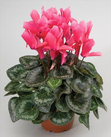 Foto de variedad de flores para ser usadas como: Tarrina de colgar / Maceta Cyclamen persicum Cyclamen persicum Rainier™ F1 Rose