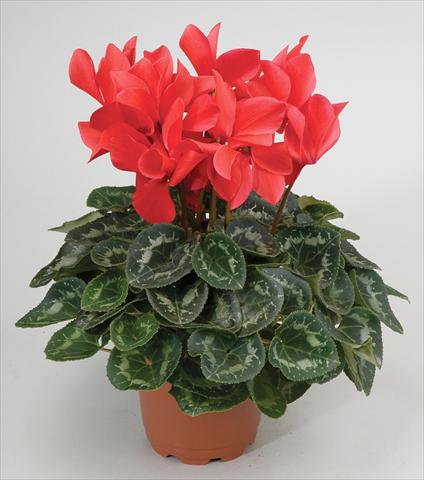 Foto de variedad de flores para ser usadas como: Tarrina de colgar / Maceta Cyclamen persicum Cyclamen persicum Rainier™ F1 Scarlet