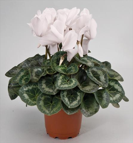 Foto de variedad de flores para ser usadas como: Tarrina de colgar / Maceta Cyclamen persicum Cyclamen persicum Rainier™ F1 White