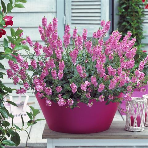 Foto de variedad de flores para ser usadas como: Maceta, patio, Tarrina de colgar Diascia Sundiascia Blush Pink