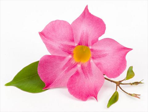 Foto de variedad de flores para ser usadas como: Patio, Maceta Dipladenia (Mandevilla) Sundaville Rose Star