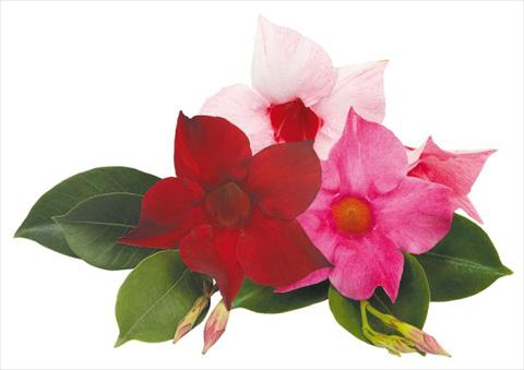 Foto de variedad de flores para ser usadas como: Patio, Maceta Dipladenia (Mandevilla) Sundaville Smile