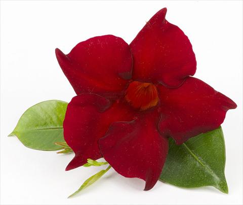 Foto de variedad de flores para ser usadas como: Patio, Maceta Dipladenia (Mandevilla) Sundaville Super Dark Red