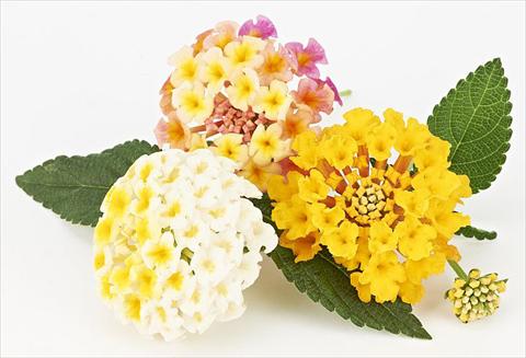 Foto de variedad de flores para ser usadas como: Maceta o Tarrina de colgar Lantana camara Magic Summer