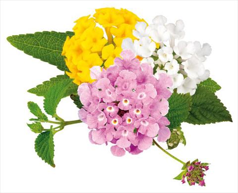 Foto de variedad de flores para ser usadas como: Maceta o Tarrina de colgar Lantana camara Sweet Summer