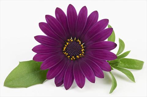 Foto de variedad de flores para ser usadas como: Maceta y planta de temporada Osteospermum Leonardo Deep Purple