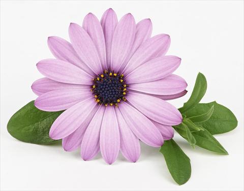 Foto de variedad de flores para ser usadas como: Maceta y planta de temporada Osteospermum Leonardo Lavender