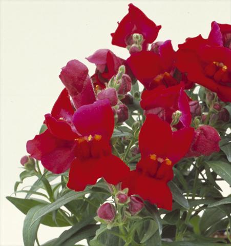 Foto de variedad de flores para ser usadas como: Maceta y planta de temporada Antirrhinum majus Floral Showers Crimson