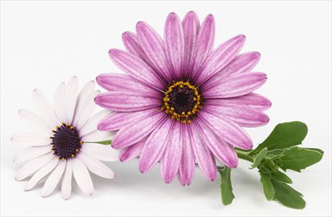 Foto de variedad de flores para ser usadas como: Maceta y planta de temporada Osteospermum Leonardo Pink Surprise