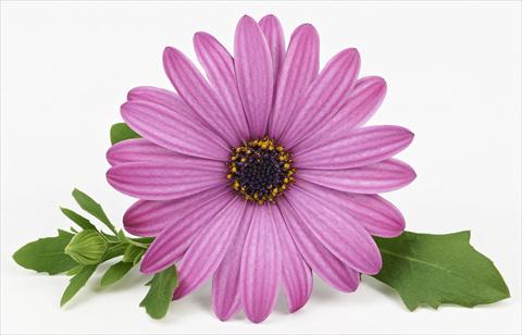 Foto de variedad de flores para ser usadas como: Maceta y planta de temporada Osteospermum Leonardo Pink