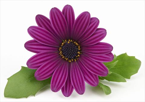 Foto de variedad de flores para ser usadas como: Maceta y planta de temporada Osteospermum Leonardo Purple Haze