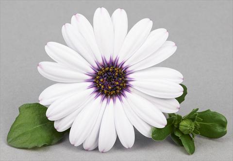 Foto de variedad de flores para ser usadas como: Maceta y planta de temporada Osteospermum Leonardo White Dark Eye
