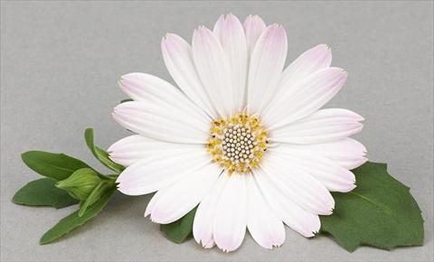 Foto de variedad de flores para ser usadas como: Maceta y planta de temporada Osteospermum Leonardo White Romance