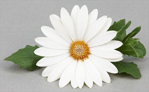 Foto de variedad de flores para ser usadas como: Maceta y planta de temporada Osteospermum Leonardo White