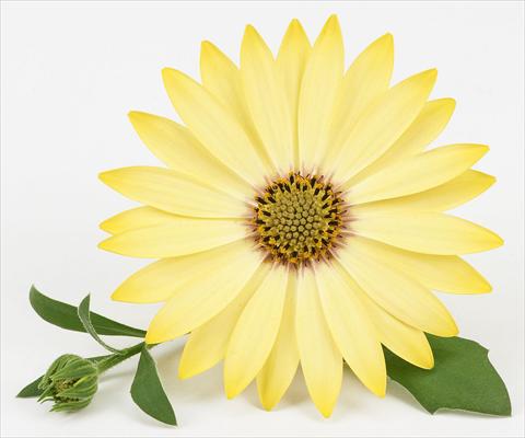 Foto de variedad de flores para ser usadas como: Maceta y planta de temporada Osteospermum Leonardo Yellow