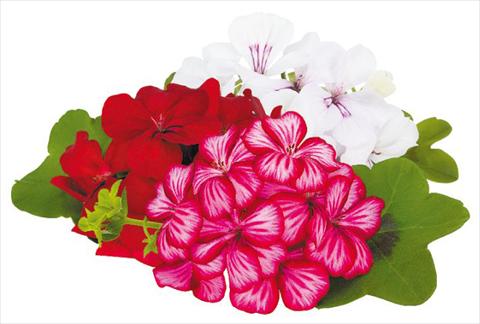 Foto de variedad de flores para ser usadas como: Maceta, patio, Tarrina de colgar Pelargonium peltatum pac® Happy Face Honey