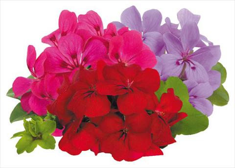 Foto de variedad de flores para ser usadas como: Maceta, patio, Tarrina de colgar Pelargonium peltatum pac® Happy Face Money