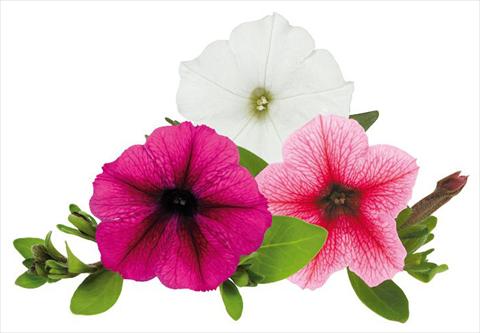Foto de variedad de flores para ser usadas como: Maceta, planta de temporada, patio Petunia Caleidos Pallino