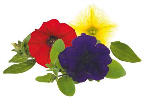 Foto de variedad de flores para ser usadas como: Maceta, planta de temporada, patio Petunia Caleidos Pinko