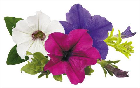 Foto de variedad de flores para ser usadas como: Maceta, planta de temporada, patio Petunia Surfinia® Monday