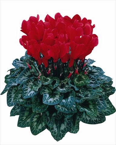 Foto de variedad de flores para ser usadas como: Maceta Cyclamen persicum Halios® Rosso scarlatto