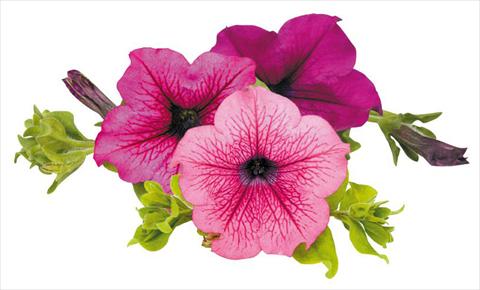 Foto de variedad de flores para ser usadas como: Maceta, planta de temporada, patio Petunia Surfinia® Thursday